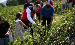 Andırın'da aronya hasadı