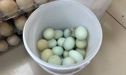 Kahramanmaraş’ta görenleri şaşırtan mavi yumurta