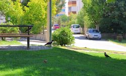 Kahramanmaraş’ta kargalar parkı mesken tuttu