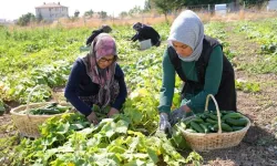 Çubuk turşusu 45 çeşidiyle dünya lezzetleri arasında