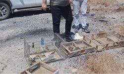 Kahramanmaraş’ta Kurtarılan Saka Kuşları Yeniden Doğayla Buluştu