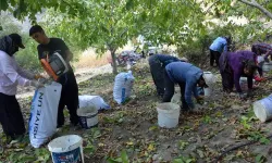 AB tescilli Çağlayancerit cevizinde hasat başladı