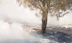 Kurtlar TOKİ’de Trafo Patlaması Orman Yangınına Neden Oldu