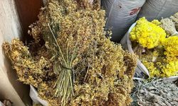 Kahramanmaraş’ta Kendiliğinden Yetişen Sarı Kantaronun Faydaları
