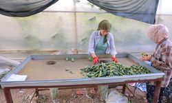 Kahramanmaraş’ta Hasadı Başlayan Kornişonun Fiyatı Belli Oldu