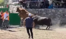 Güreşten kaçan boğa, demir kapıdaki boşluktan arenanın dışına atladı