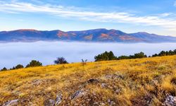 Kahramanmaraş’ta 7 Ceviz Çeşidi Yetiştiriliyor
