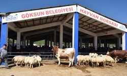 Göksun’da Hayvan Borsası geçici süreyle kapatıldı