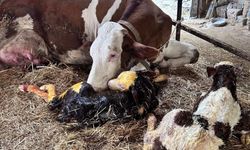 İneği İkiz Buzağı Doğurdu Mahallelinin İlgi Odağı Oldu