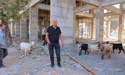 Kahramanmaraş’ta Başıboş Gezen 9 Keçinin Sahibi Aranıyor