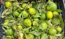 Kahramanmaraş’ta Yeni Sezon Mandalina Fiyatı Belli Oldu