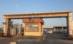 Kahramanmaraş’ta Canlı Hayvan Borsası geçici süreyle kapatıldı