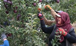 Kahramanmaraş’ın Elmaları Dünya Sofralarında