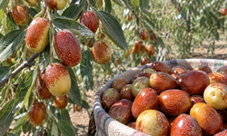 Kahramanmaraş’ta Sonbaharın Şifa Deposu İğde Olgunlaştı