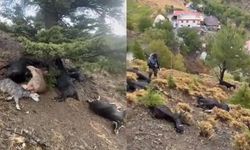 Onikişubat’ta Sürüye Yıldırım Düştü: 20 Keçi Telef
