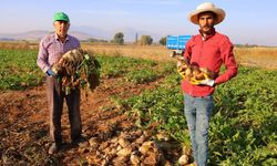 Kahramanmaraş’ta Tarlalarda Şeker Pancarı Mesaisi Başladı