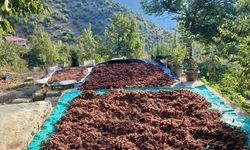 Kahramanmaraş’ta Sumak Hasadı Başladı