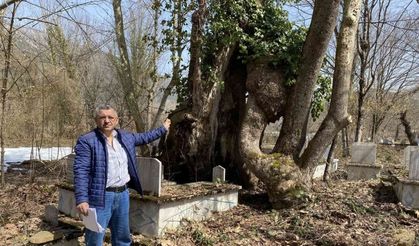 350 yıllık çınar ağacında Allah lafzı