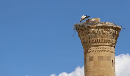Depremde şerefesi yıkılan minare leyleklere yuva oldu