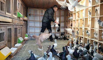 Kahramanmaraş’ta Güvercin Yetiştiriciliğiyle Geçimini Sağlıyor