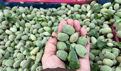 Kahramanmaraş’ta Çağla Fiyatında Dikkat Çeken Düşüş!