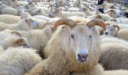 Kahramanmaraş’ta 2026 yılı kurbanlık fiyatları ne kadar olacak?