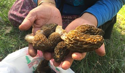 Bin 800 rakımlı dağlardan toplanıp kilosu bin 500 liradan satılıyor