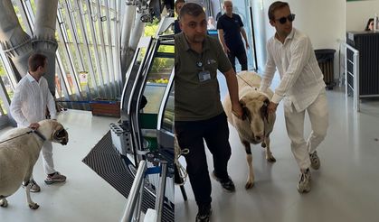 Bayramda keseceği koçla teleferik keyfi yaptı!
