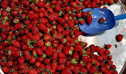Kahramanmaraş’ta Çilek Hasadı Başladı, İşte Fiyatı
