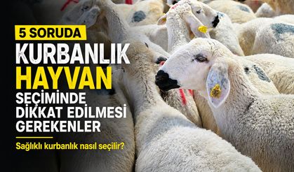 5 soruda kurbanlık hayvan seçiminde dikkat edilmesi gerekenler