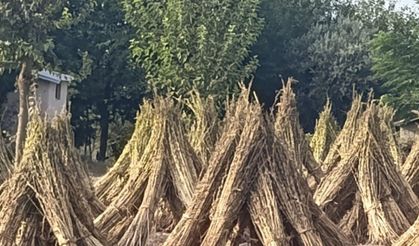 Kahramanmaraş'ta susam hasadı başladı
