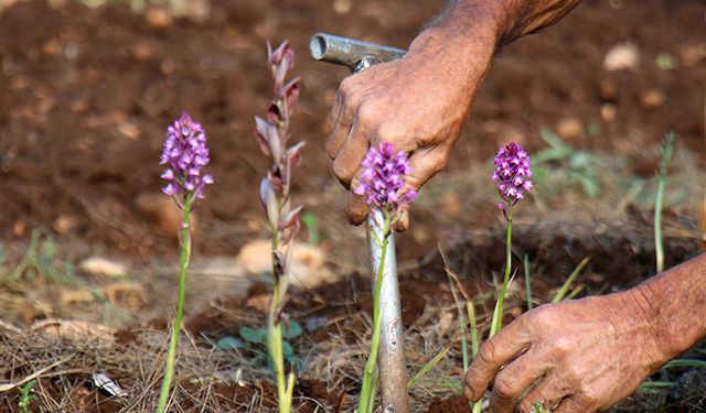 Kahramanmaraş’ın dağlarından yetişen bu bitki şifa dağıtıyor