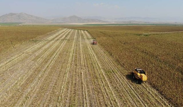 Kahramanmaraş’ta çerezlik ve yağlık ayçiçeği hasadı