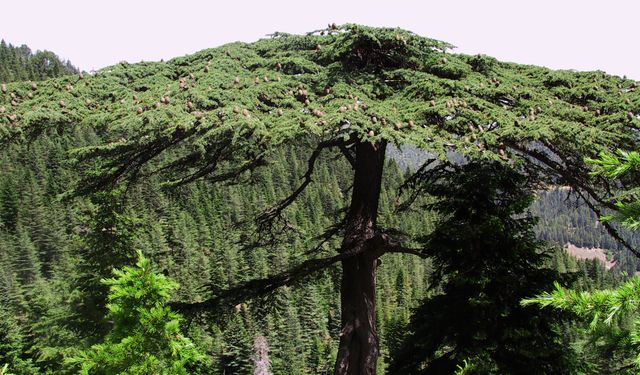 Kahramanmaraş’ta eşsiz bir kaçamağın adresi; Yavşan Yaylası