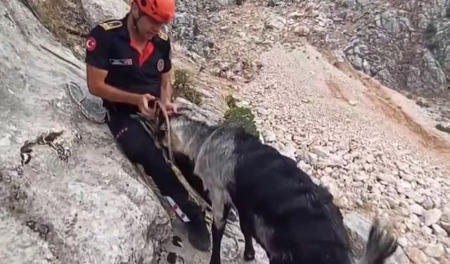 Kahramanmaraş'ta kayalıklarda mahsur kalan keçiler kurtarıldı