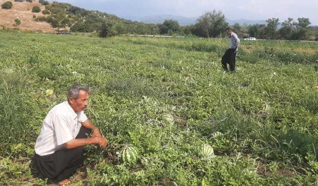 Kahramanmaraş'ta karpuz tarlasını hasat etmeye giden çiftçiye ‘Karga’ şoku