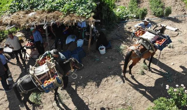 kahramanmaraş'ta at ve katırlarla domates hasadı