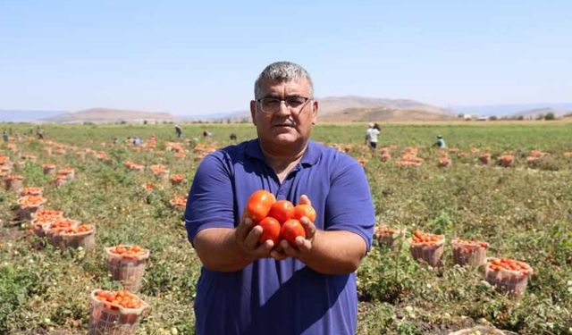 Kahramanmaraş'ta hasadı yapılıp kurutulan domates Avrupa yolcusu