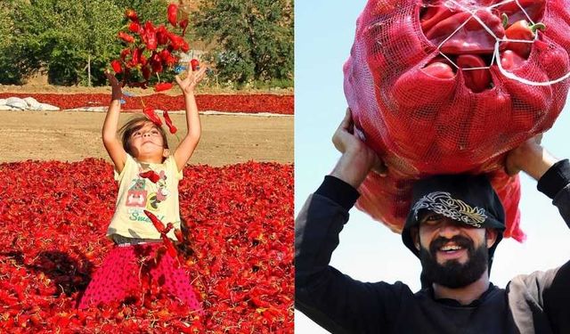 Kahramanmaraş'ta Kırmızı biberin salça olma yolculuğu başladı