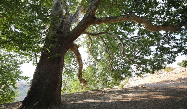 Kahramanmaraş’ın en acı dolu ağacı