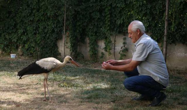 Kahramanmaraş'ta yaralı bulunan leylek yavrusu tedavi altına alındı