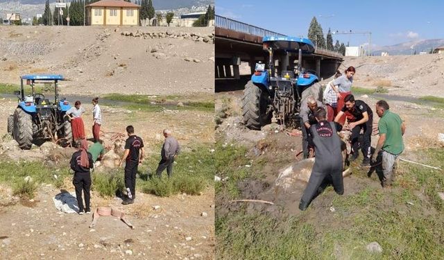 Kahramanmaraş’ta bataklığa saplanan büyükbaşı itfaiye kurtardı