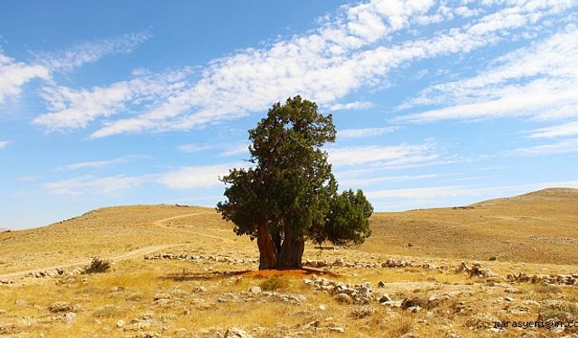 Kahramanmaraş’ta o ağaç 7 asırdır pusula görevi görüyor