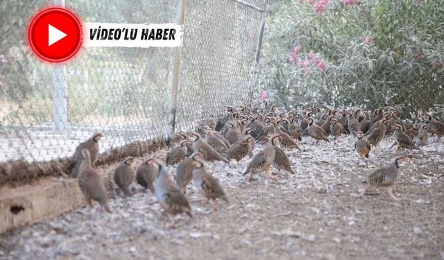 Kahramanmaraş'ta depremden sonra yetiştirilen kınalı keklikler doğaya salınıyor