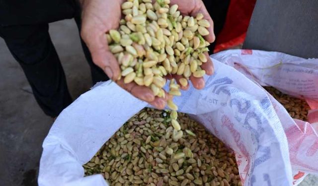 Kahramanmaraş'ta baklavalık fıstık hasadı