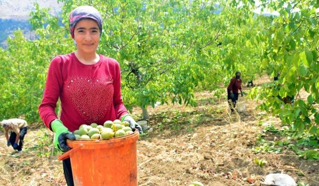 Kahramanmaraş'ta, AB tescilli Çağlayancerit cevizinin hasadı başladı