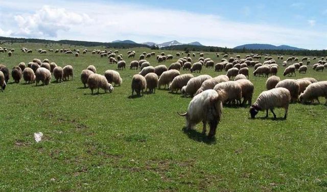 Kahramanmaraş’ta küçükbaş hayvan sayısı, şehir nüfusunu geçti