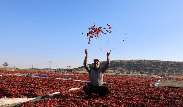 En acı hasat: Maraş biberinde üretim 50 bin ton