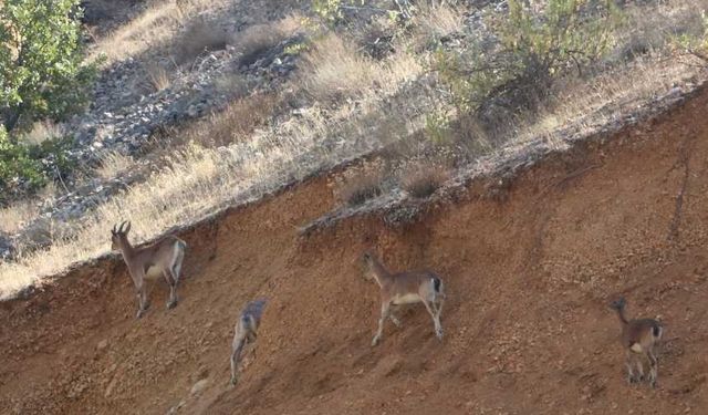 Kahramanmaraş'ta yabani keçiler görüntülendi