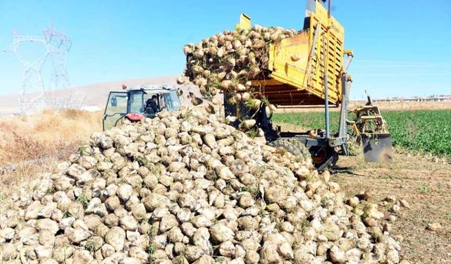 Kahramanmaraş'ta çiftçi sulama yöntemini değiştirdi, şeker pancarında rekolte arttı